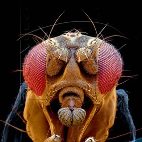 Fruchtfliege Drosophila auf FirstBond