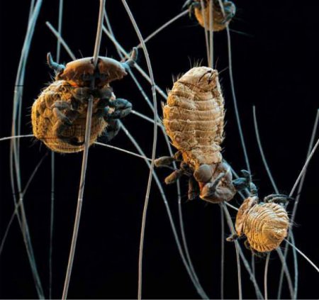 Science Art – J5 (16x Insekten)