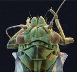 Science Art – J5 (16x Insekten)