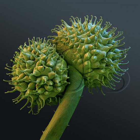 Burdock capsule on FirstBond - Click Image to Close