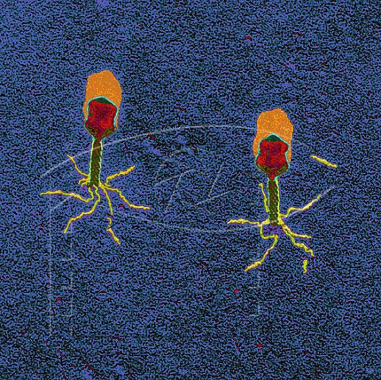 E. coli T-Phage sur FirstBond - Cliquez sur l'image pour la fermer